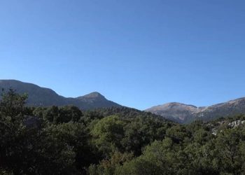 Δάσος του Ρούβα: Γιατί αξίζει να πραγματοποιήσουμε μία επίσκεψη στο «πλούσιο» πρινόδασος της Κρήτης;