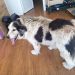 Έκκληση: Βοηθήστε να βρεθεί η Ντεβιλα !!!