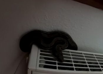 Απρόσκλητος επισκέπτης… Φίδι μπήκε σε σπίτι στα Τρίκαλα (VIDEO)