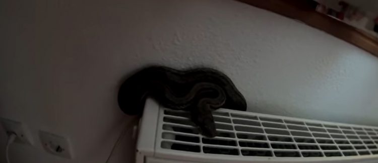 Απρόσκλητος επισκέπτης… Φίδι μπήκε σε σπίτι στα Τρίκαλα (VIDEO)