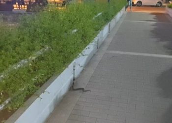 Φίδι έκοβε… βόλτες στη γέφυρα του Ασκληπιού στα Τρίκαλα (φωτό-video)