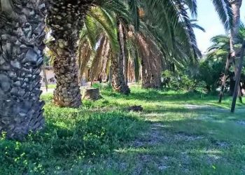 Το άγνωστο φοινικόδασος της Αττικής, μόλις 45 λεπτά από το κέντρο της Αθήνας – Φοινικόδασος Λαυρίου