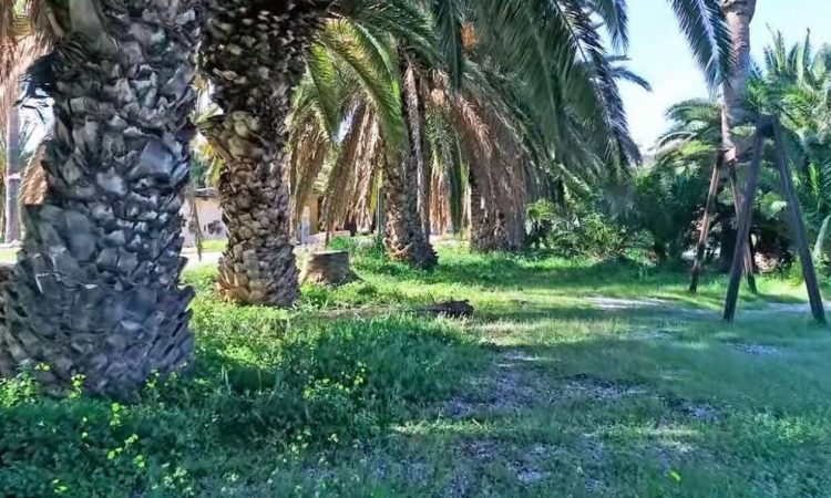 Το άγνωστο φοινικόδασος της Αττικής, μόλις 45 λεπτά από το κέντρο της Αθήνας – Φοινικόδασος Λαυρίου