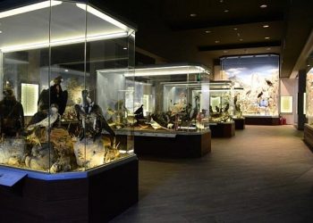 Θέση εργασίας στο Μουσείο Φυσικής Ιστορίας Μετεώρων και Μουσείο Μανιταριών