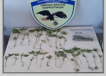Τρικαλινός καλλιεργούσε κάνναβη στην αυλή του σπιτιού του σε περιοχή του Δήμου Φαρκαδόνας 