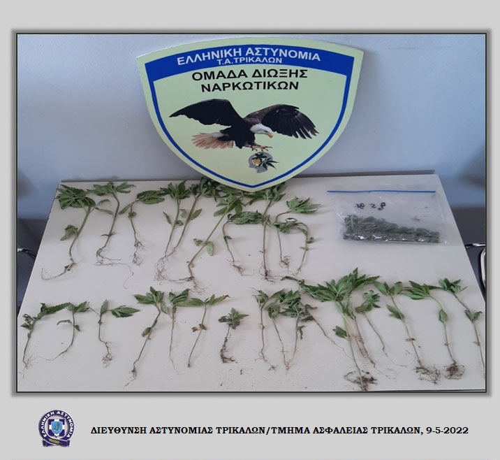 Τρικαλινός καλλιεργούσε κάνναβη στην αυλή του σπιτιού του σε περιοχή του Δήμου Φαρκαδόνας