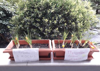 Πρόγραμμα Crocus στο  Μουσικό Σχολείο Τρικάλων