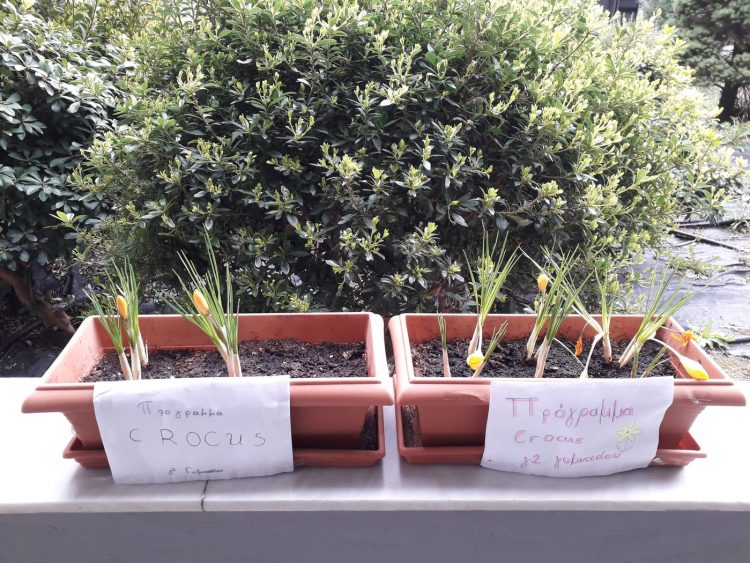 Πρόγραμμα Crocus στο Μουσικό Σχολείο Τρικάλων