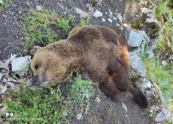 Αρκούδα εντοπίστηκε νεκρή στην είσοδο της Πιαλείας