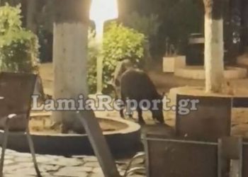 Λαμία: Αγριογούρουνα τρώνε μούρα στον Άγιο Λουκά
