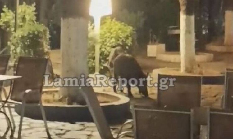 Λαμία: Αγριογούρουνα τρώνε μούρα στον Άγιο Λουκά
