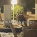 Λαμία: Αγριογούρουνα τρώνε μούρα στον Άγιο Λουκά