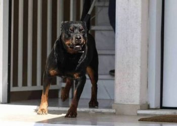Κύπρος: Μητέρα και κόρη κατέληξαν στο νοσοκομείο μετά από επίθεση ροτβάιλερ