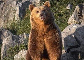 Αρκούδος στον Ασπροπόταμο… ποζάρει στο φωτογραφικό φακό και κλέβει καρδιές