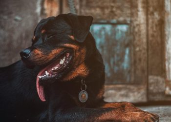 Εύβοια: Στην εντατική ο 6χρονος που τον δάγκωσε ροτβάιλερ στο κεφάλι