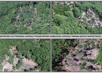 Εξαρθρώθηκε εγκληματική ομάδα που καλλιεργούσε  μεγάλο αριθμό δενδρυλλίων κάνναβης σε περιοχή του Δήμου Αγιάς