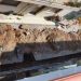Σώθηκαν από θαύμα: Εργάτες έκοψαν καλώδιο 20.000 volt – Συναγερμός στο Ηράκλειο