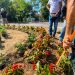 Χρώματα και άνθη στους νέους κυκλικούς κόμβους περιοχής ΟΣΕ στα Τρίκαλα