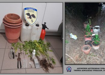 Εντοπίστηκε χασισοφυτεία στον Δήμο Πύλης-Δυο συλλήψεις