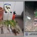 Εντοπίστηκε χασισοφυτεία στον Δήμο Πύλης-Δυο συλλήψεις