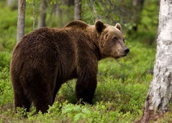 ΗΠΑ: Αρκούδα πήγε… επίσκεψη σε σπίτι και χτύπησε το κουδούνι (vid)