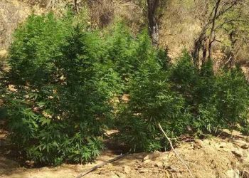 Συνελήφθη στα Τρίκαλα να καλλιεργεί κάνναβη