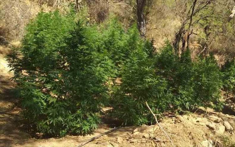 Συνελήφθη στα Τρίκαλα να καλλιεργεί κάνναβη