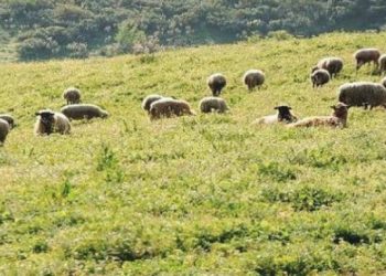 Ενημέρωση σε κτηνοτρόφους για την συλλογή νεκρών ζώων