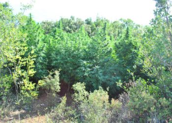 Δάσος κάνναβης στη Ζαγορά με 3.000 δένδρα!