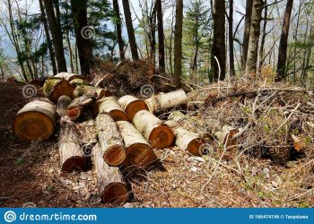 Ανεξέλεγκτη κοπή δασών σε περιοχή των Τρικάλων καταγγέλει ο Βελόπουλος