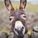 Αχαΐα: Πώς ένας γάιδαρος εμπλέκεται σε πρωτοφανή υπόθεση βιασμού