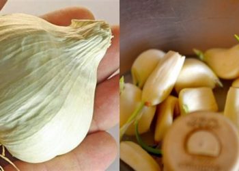Σκόρδο: Το αντιβιοτικό τρόφιμο για δυνατή άμυνα και λιγότερα κρυολογήματα