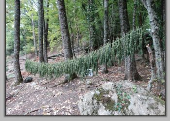Εντοπίστηκαν 635 δενδρύλλια κάνναβης σε δασική έκταση στην περιοχή του Δήμου Ελασσόνας