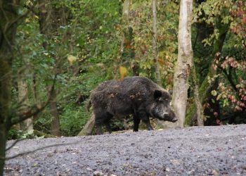 Φθιώτιδα: Χτυπημένο αγριογούρουνο επιτέθηκε σε νεαρό κυνηγό