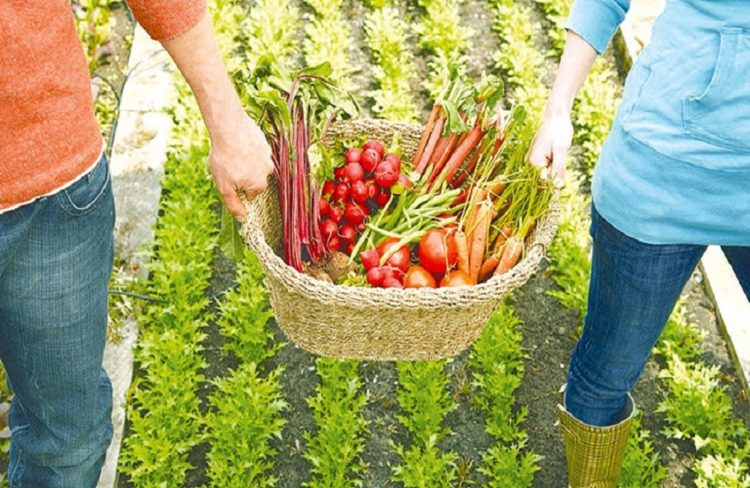 Καθεστώς «Αγροδιατροφή – Πρωτογενής Παραγωγή και Μεταποίηση Γεωργικών Προϊόντων – Αλιεία – Υδατοκαλλιέργεια»