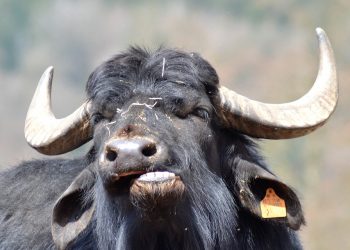 Αργεντινή: Βουβάλι τραυμάτισε θανάσιμα κυνηγό