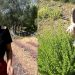 9 βότανα για γυναικολογικές παθήσεις: Ένα από αυτά θα σε ανακουφίσει
