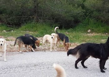 Φθιώτιδα: Σκύλος επιτέθηκε και δάγκωσε ποδηλάτισσα