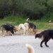 Φθιώτιδα: Σκύλος επιτέθηκε και δάγκωσε ποδηλάτισσα