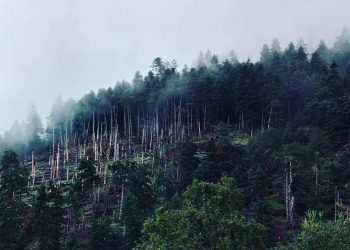 Κεφαλονιά: Εξήντα χρόνια Εθνικός Δρυμός Αίνου