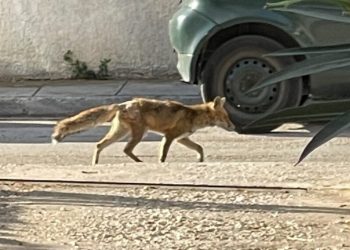 Αλεπού κυκλοφορεί στους δρόμους του δήμου Βάρης, Βούλας, Βουλιαγμένης