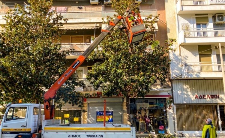 Συνεχίζεται το κλάδεμα για προστασία δέντρων και πεζών στα Τρίκαλα