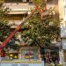 Συνεχίζεται το κλάδεμα για προστασία δέντρων και πεζών στα Τρίκαλα