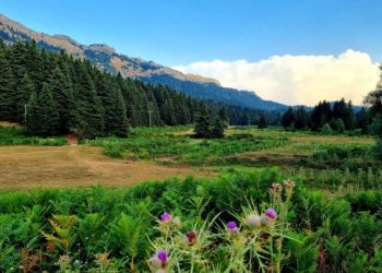 Κάτω τα χέρια από τα Πανεπιστημιακά Δάση στο Περτούλι και στους Ταξιάρχες