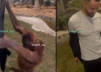 Μαϊμού αρπάζει σακάκι, το φοράει και αφήνει τους περαστικούς άναυδους