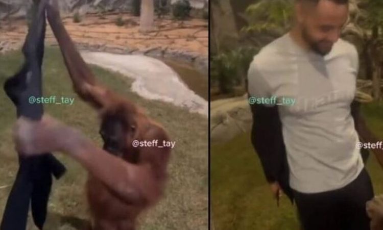 Μαϊμού αρπάζει σακάκι, το φοράει και αφήνει τους περαστικούς άναυδους
