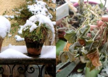 Παγωμένα φυτά: 8 τρόποι για να αντιμετωπίσετε τις ζημιές από τον παγετό – Πως να τα επαναφέρετε