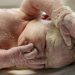 Εμβρυϊκό σμήγμα ή αλλιώς vernix caseosa: Τα οφέλη για το μωρό