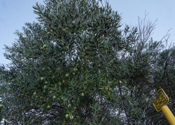 Ηλικιωμένος καταπλακώθηκε από δέντρο στη Σητεία