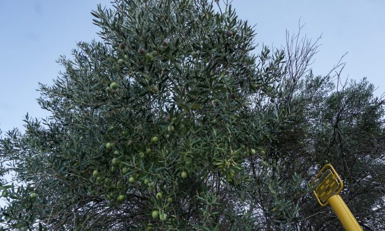 Ηλικιωμένος καταπλακώθηκε από δέντρο στη Σητεία